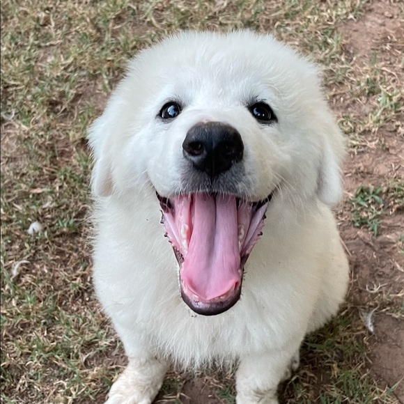 Meet your Posher, Erika - Picture 1 of 1